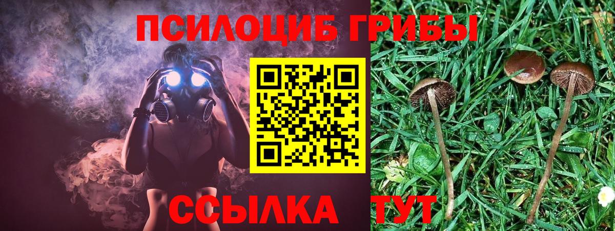 Псилоцибиновые грибы Cubensis Канаш